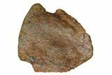 Fossil Hadrosaur (Edmontosaurus) Ungual - Montana #184002-1